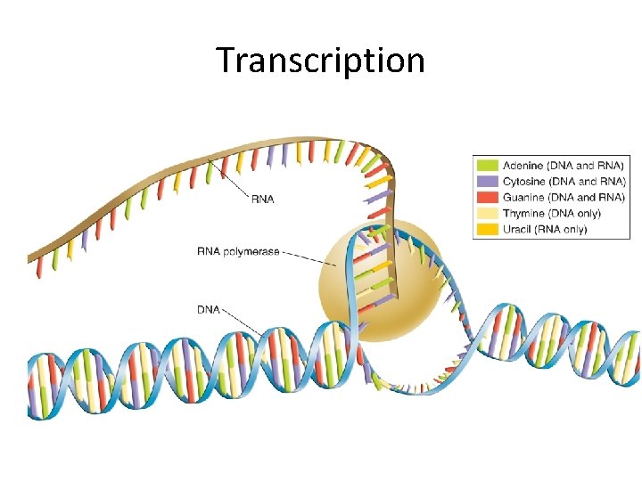 RNA and Protein Synthesis Genes are coded DNA