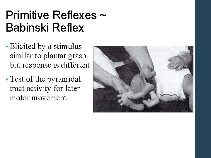 Primitive Reflexes ~ Babinski Reflex • Elicited by a stimulus similar to plantar grasp,