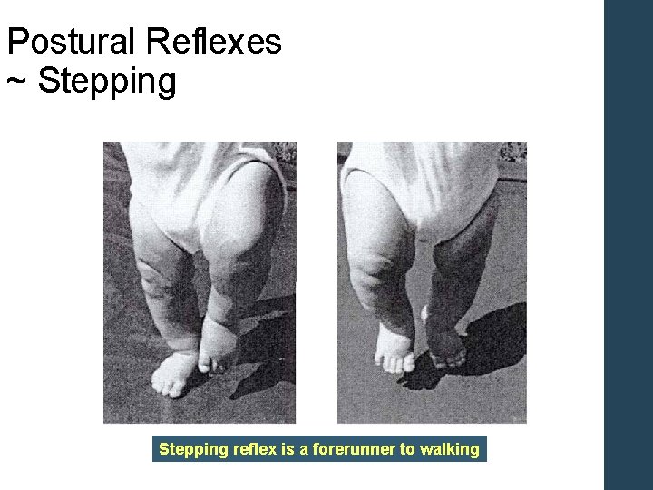 Postural Reflexes ~ Stepping reflex is a forerunner to walking Postural Reflexes ~ Stepping reflex is a forerunner to walking