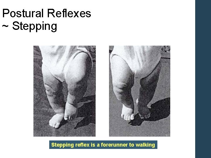 Postural Reflexes ~ Stepping reflex is a forerunner to walking 