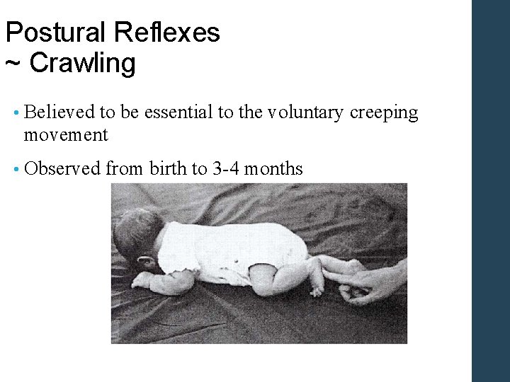 Postural Reflexes ~ Crawling • Believed to be essential to the voluntary creeping movement