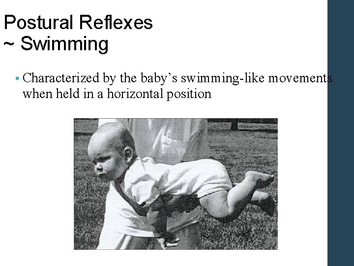 Postural Reflexes ~ Swimming • Characterized by the baby’s swimming-like movements when held in