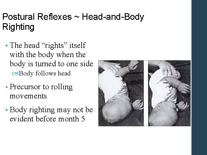 Postural Reflexes ~ Head-and-Body Righting • The head “rights” itself with the body when Postural Reflexes ~ Head-and-Body Righting • The head “rights” itself with the body when