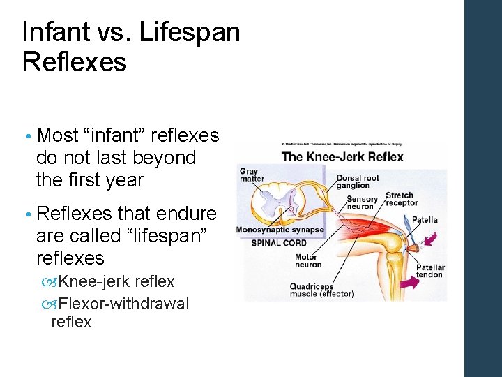 Infant vs. Lifespan Reflexes • Most “infant” reflexes do not last beyond the first Infant vs. Lifespan Reflexes • Most “infant” reflexes do not last beyond the first