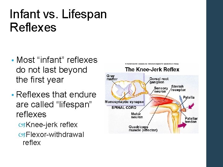 Infant vs. Lifespan Reflexes • Most “infant” reflexes do not last beyond the first