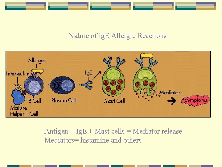 Nature of Ig. E Allergic Reactions Antigen + Ig. E + Mast cells =