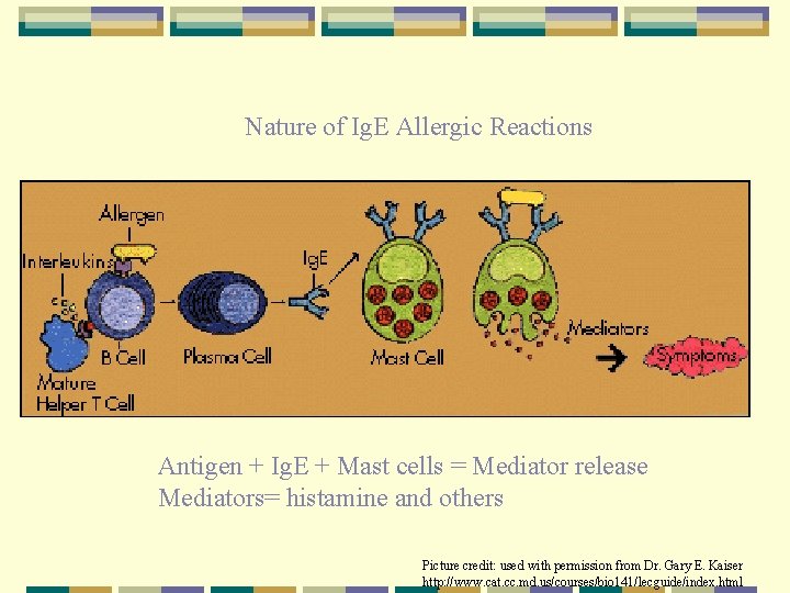 Nature of Ig. E Allergic Reactions Antigen + Ig. E + Mast cells =