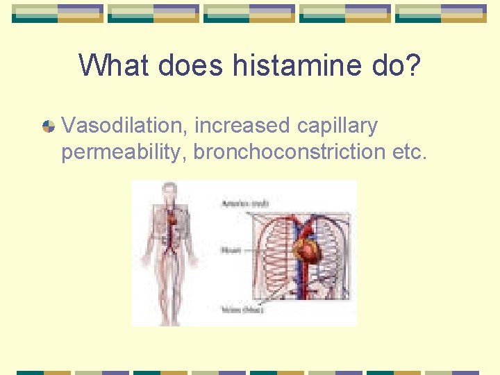 What does histamine do? Vasodilation, increased capillary permeability, bronchoconstriction etc. 
