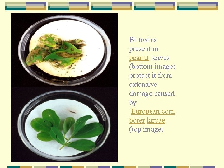 Bt-toxins present in peanut leaves (bottom image) protect it from extensive damage caused by