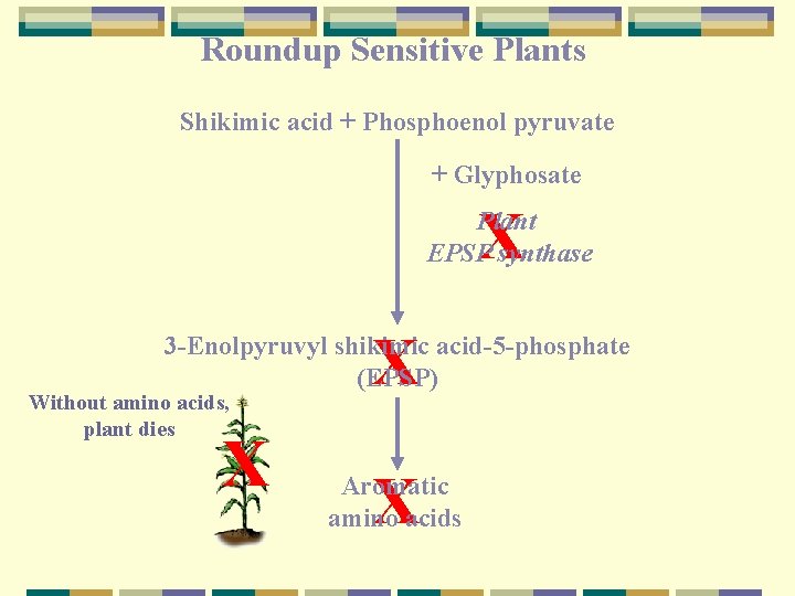 Roundup Sensitive Plants Shikimic acid + Phosphoenol pyruvate + Glyphosate X Plant EPSP synthase