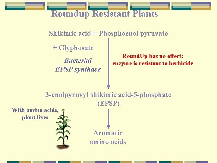 Roundup Resistant Plants Shikimic acid + Phosphoenol pyruvate + Glyphosate Bacterial EPSP synthase Round.