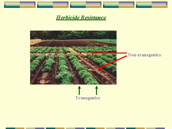 Herbicide Resistance Non-transgenics Transgenics 