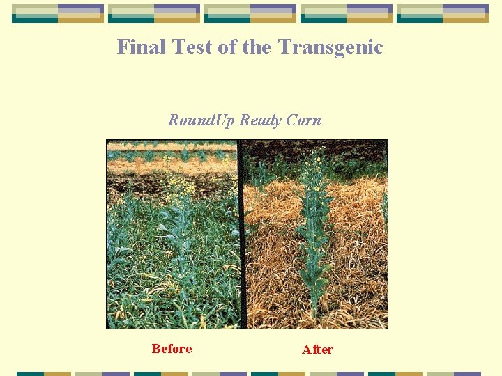 Final Test of the Transgenic Round. Up Ready Corn Before After 