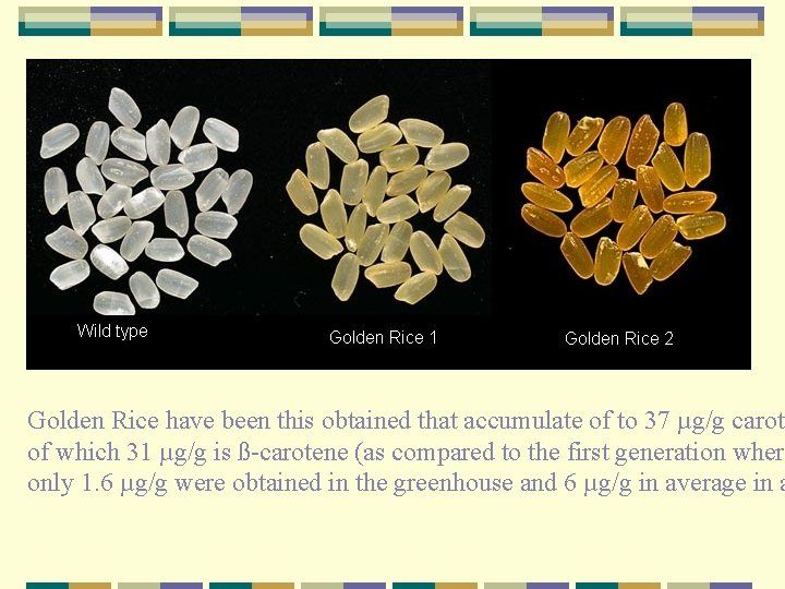 Golden Rice have been this obtained that accumulate of to 37 µg/g carote of
