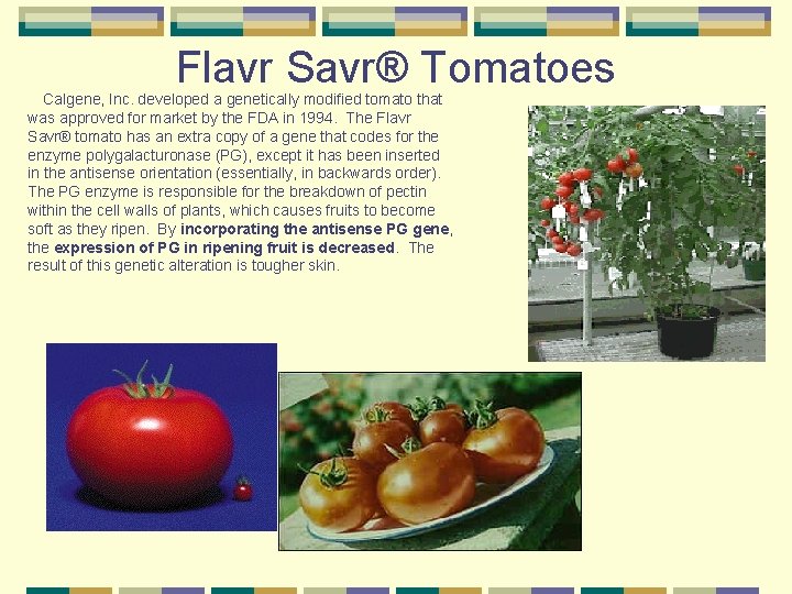 Flavr Savr® Tomatoes Calgene, Inc. developed a genetically modified tomato that was approved for