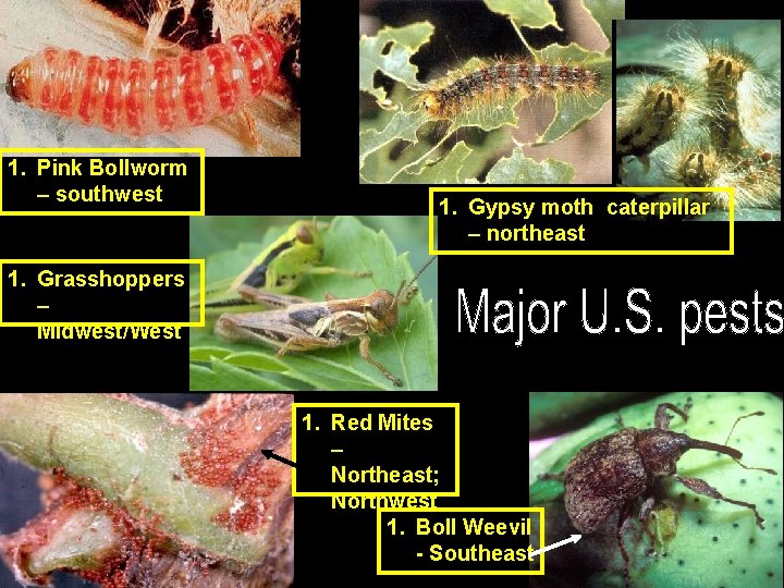 1. Pink Bollworm – southwest 1. Gypsy moth caterpillar – northeast 1. Grasshoppers –