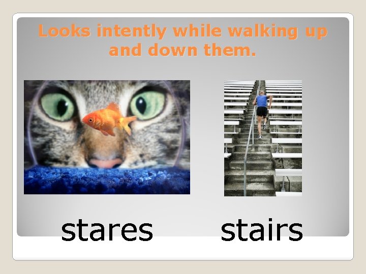 Looks intently while walking up and down them. stares stairs 