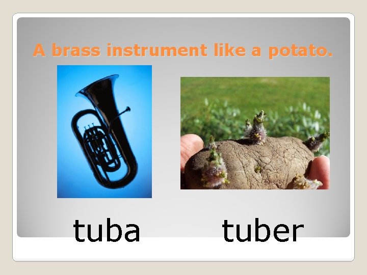 A brass instrument like a potato. tuba tuber 