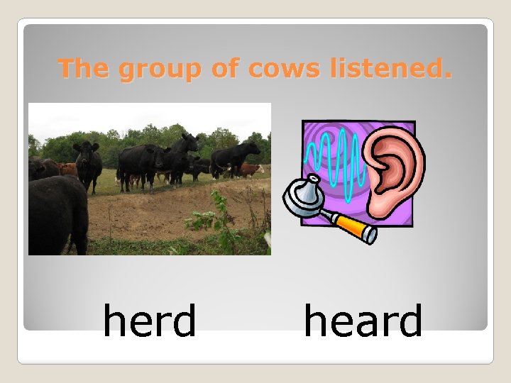 The group of cows listened. herd heard 