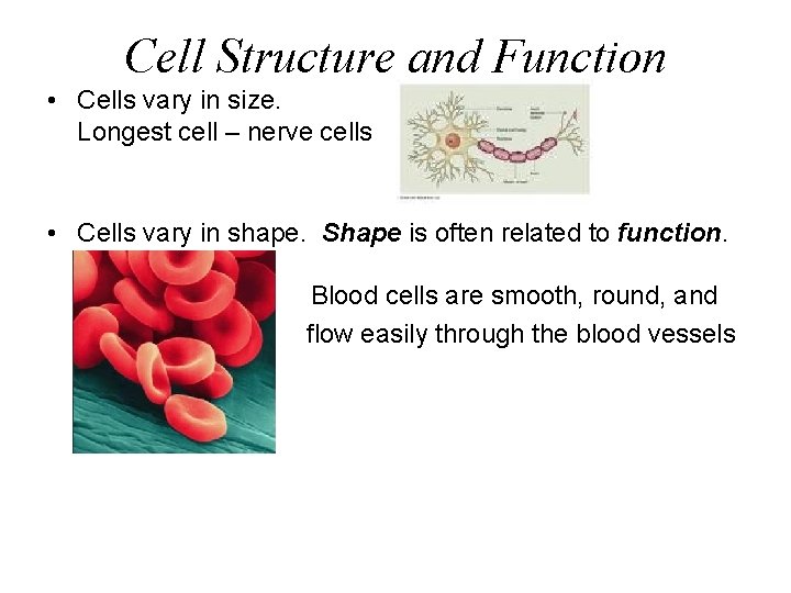 Cell Structure and Function • Cells vary in size. Longest cell – nerve cells