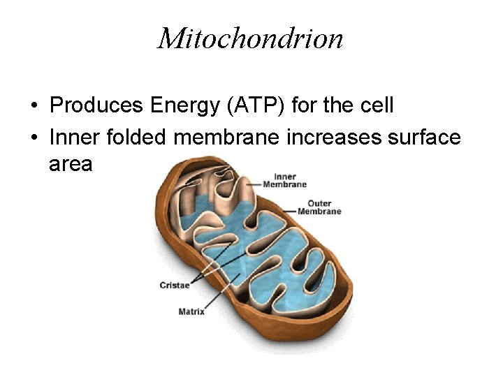 Mitochondrion • Produces Energy (ATP) for the cell • Inner folded membrane increases surface