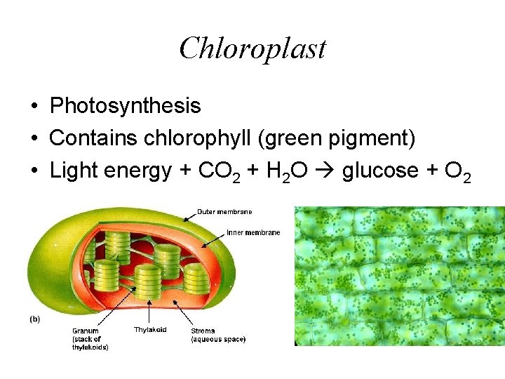 Chloroplast • Photosynthesis • Contains chlorophyll (green pigment) • Light energy + CO 2