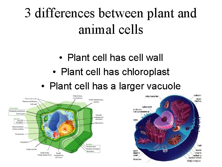 3 differences between plant and animal cells • Plant cell has cell wall •