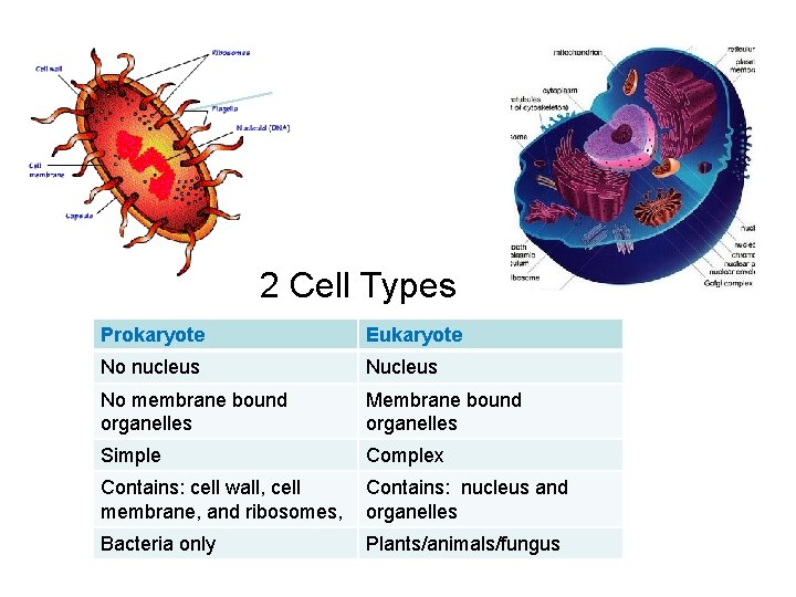 2 Cell Types Prokaryote Eukaryote No nucleus No membrane bound organelles Membrane bound organelles