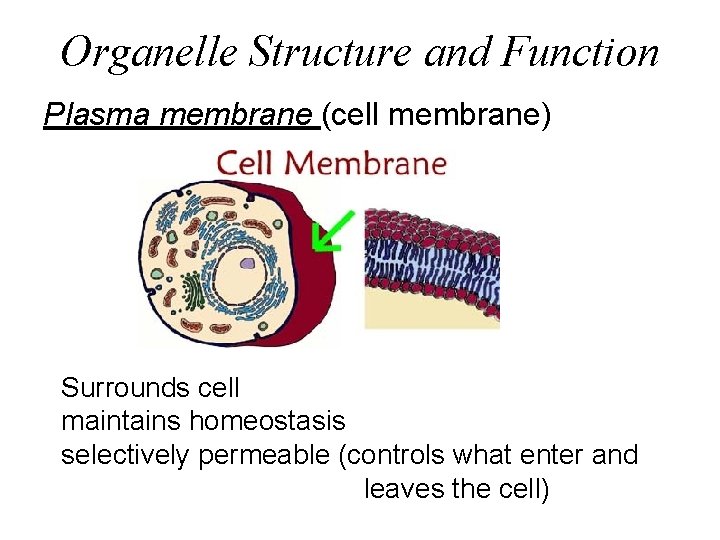 Organelle Structure and Function Plasma membrane (cell membrane) Surrounds cell maintains homeostasis selectively permeable