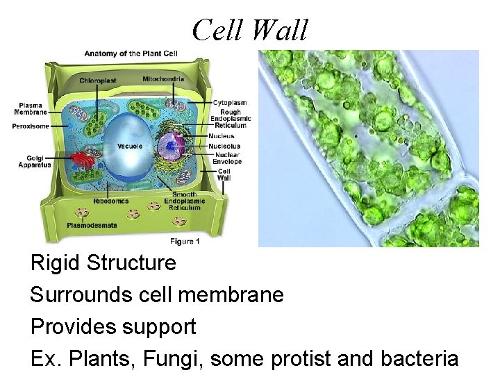 Cell Wall Rigid Structure Surrounds cell membrane Provides support Ex. Plants, Fungi, some protist