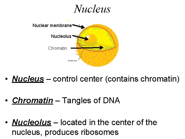 Nucleus Nuclear membrane Nucleolus Chromatin • Nucleus – control center (contains chromatin) • Chromatin