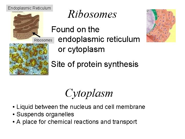 Endoplasmic Reticulum Ribosomes Found on the Ribosomes endoplasmic reticulum or cytoplasm Site of protein