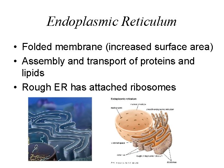 Endoplasmic Reticulum • Folded membrane (increased surface area) • Assembly and transport of proteins