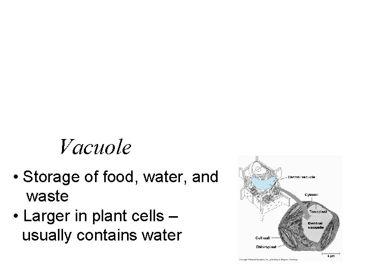 Vacuole • Storage of food, water, and waste • Larger in plant cells –