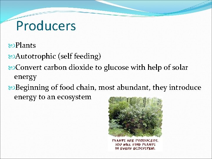 Producers Plants Autotrophic (self feeding) Convert carbon dioxide to glucose with help of solar