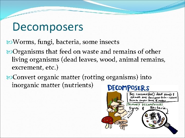 Decomposers Worms, fungi, bacteria, some insects Organisms that feed on waste and remains of