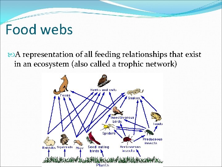 Food webs A representation of all feeding relationships that exist in an ecosystem (also