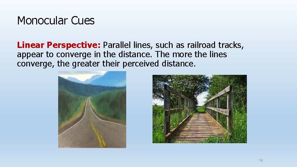 Monocular Cues Linear Perspective: Parallel lines, such as railroad tracks, appear to converge in