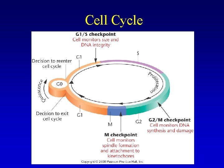 Cell Cycle 