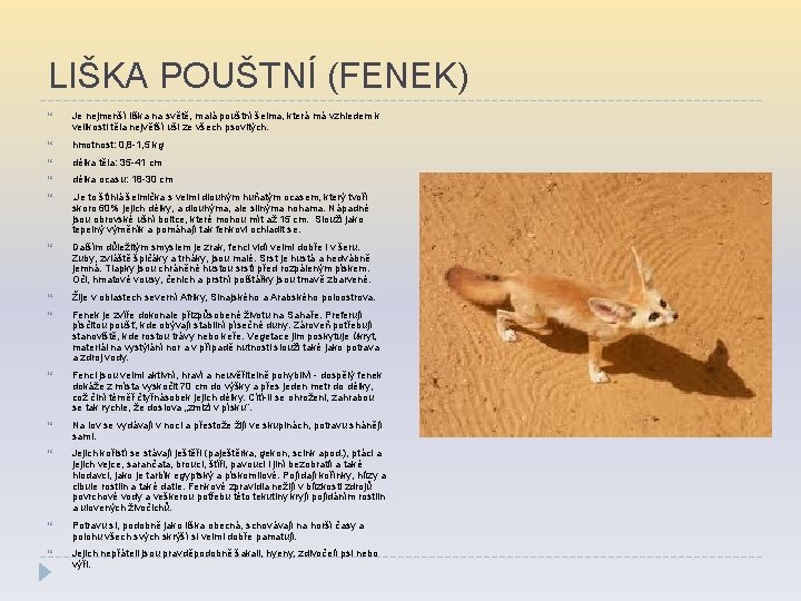 LIŠKA POUŠTNÍ (FENEK) Je nejmenší liška na světě, malá pouštní šelma, která má vzhledem