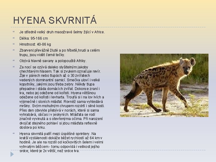 HYENA SKVRNITÁ Je středně velký druh masožravé šelmy žijící v Africe. Délka: 95 -166