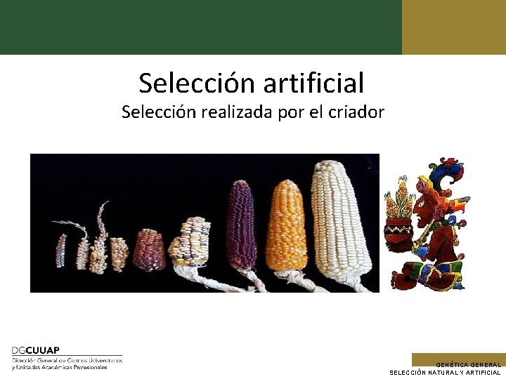 Selección artificial Selección realizada por el criador GENÉTICA GENERAL SELECCIÓN NATURAL Y ARTIFICIAL 