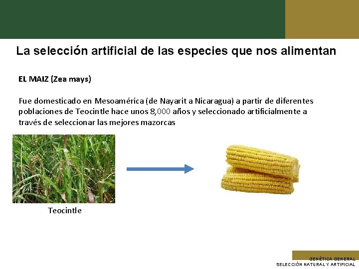 La selección artificial de las especies que nos alimentan EL MAIZ (Zea mays) Fue