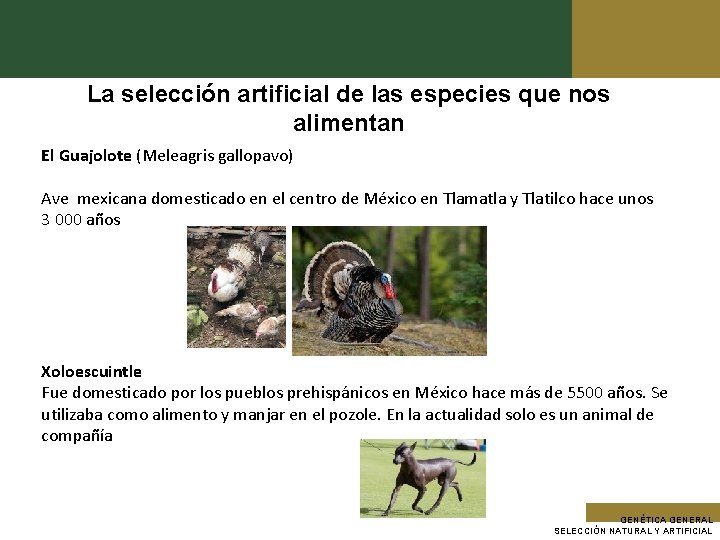 La selección artificial de las especies que nos alimentan El Guajolote (Meleagris gallopavo) Ave