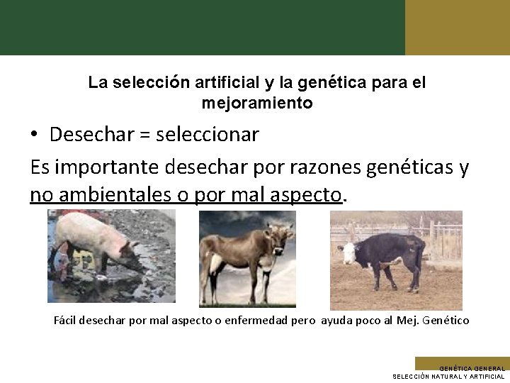 La selección artificial y la genética para el mejoramiento • Desechar = seleccionar Es