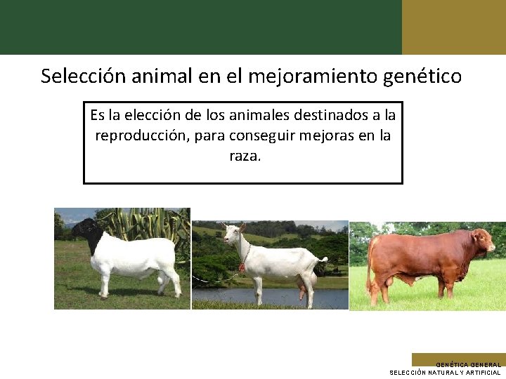 Selección animal en el mejoramiento genético Es la elección de los animales destinados a