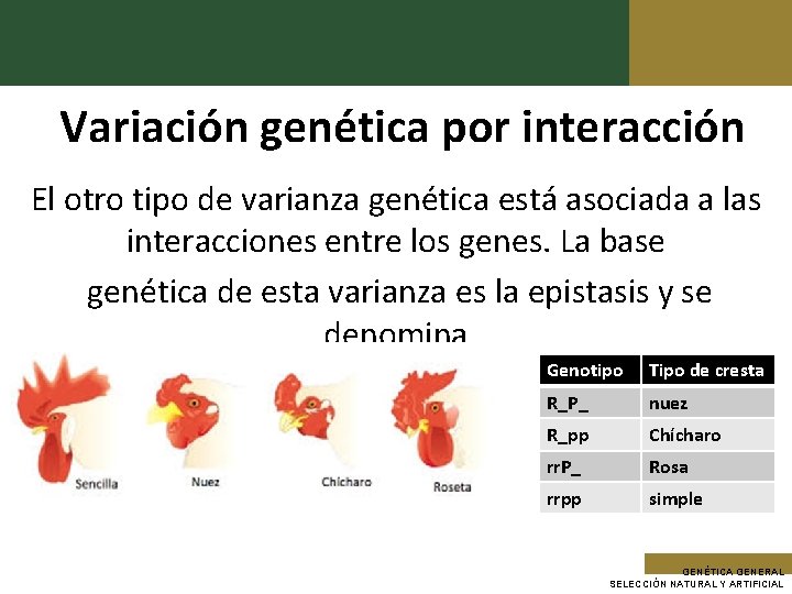 Variación genética por interacción El otro tipo de varianza genética está asociada a las