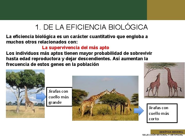 1. DE LA EFICIENCIA BIOLÓGICA La eficiencia biológica es un carácter cuantitativo que engloba