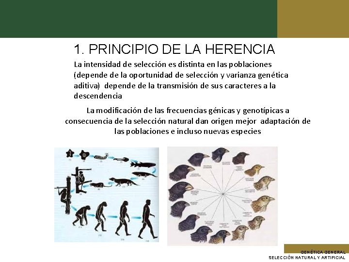 1. PRINCIPIO DE LA HERENCIA La intensidad de selección es distinta en las poblaciones