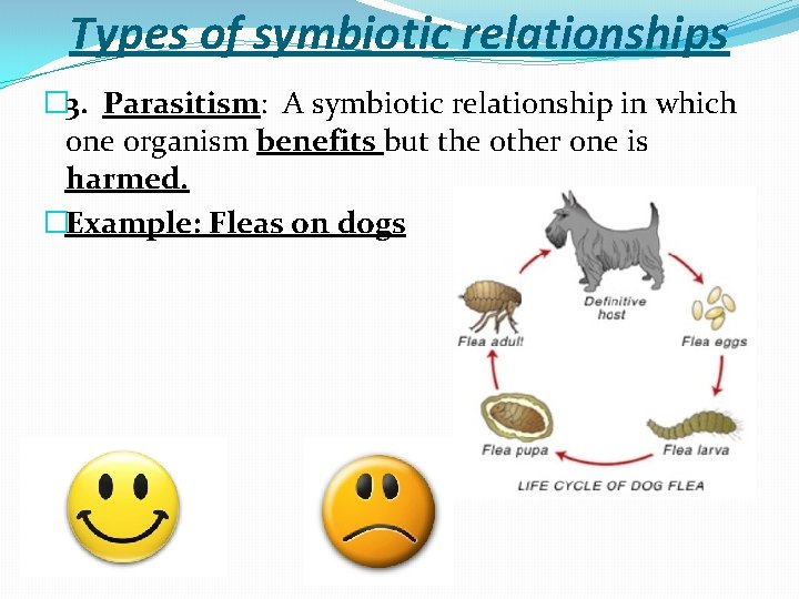 Types of symbiotic relationships � 3. Parasitism: A symbiotic relationship in which one organism